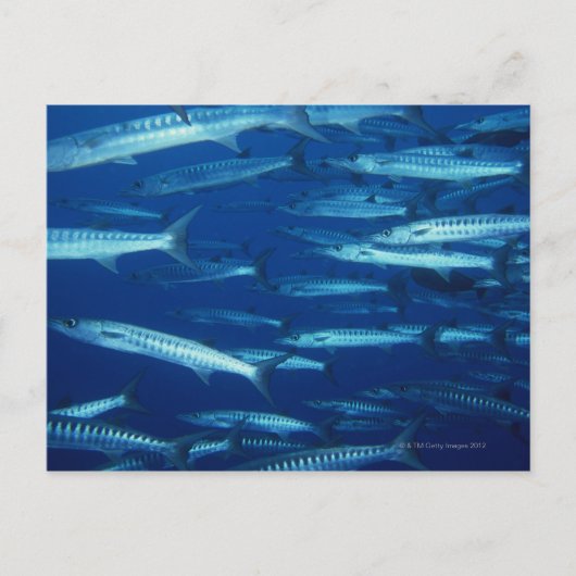 Carte Postale École de poisson 9 (Devant)