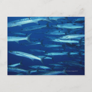 Carte Postale École de poisson 9