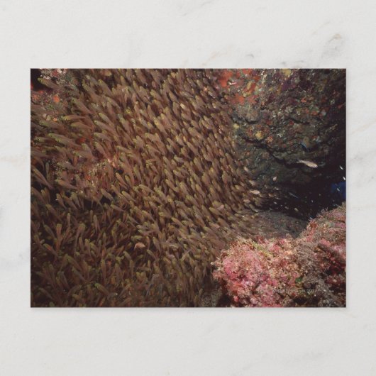 Carte Postale École de poissons 2 (Devant)