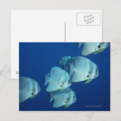 Carte Postale École de poissons 5 (Devant / Derrière)
