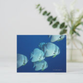 Carte Postale École de poissons 5 (Debout devant)