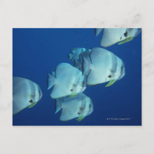 Carte Postale École de poissons 5