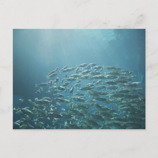 Carte Postale École de poissons, Nassau, Bahamas (Devant)