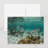 Carte Postale École de poissons permis (Devant / Derrière)