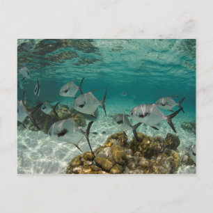 Carte Postale École de poissons permis
