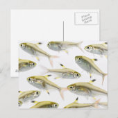 Carte Postale École de radiographie du tétra-poisson (Pristella (Devant / Derrière)