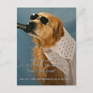 Carte Postale Économisez La Marche Du Chien Sans Leash Sénateur