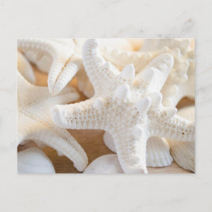 Carte Postale Écorce blanche