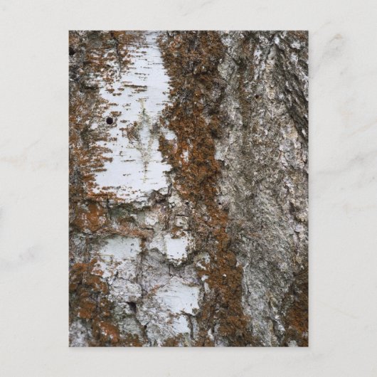 Carte Postale Écorce d'arbre (Devant)
