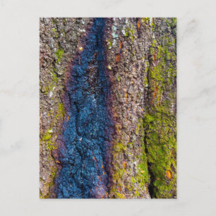Carte Postale Écorce d'arbre avec une rayure bleue audacieuse et