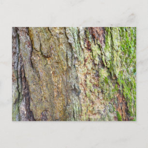 Carte Postale Écorce d'arbre couverte de mousse