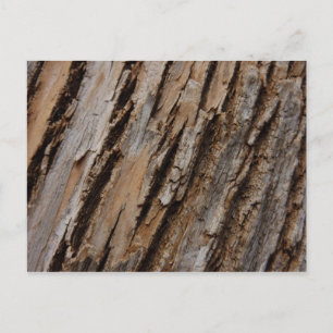 Carte Postale Écorce d'arbre I Dessin texturé abstrait naturel