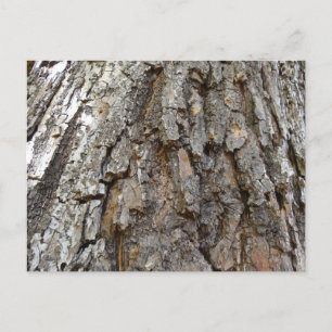 Carte Postale Écorce d'arbre IV Nature Abstraite