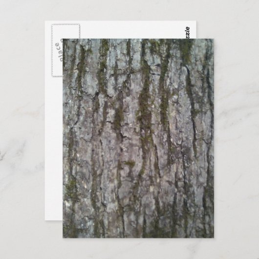 Carte Postale Écorce de chêne blanc (Devant / Derrière)