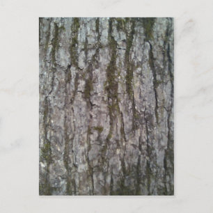 Carte Postale Écorce de chêne blanc