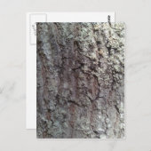 Carte Postale Écorce de chêne écarlate (Devant / Derrière)