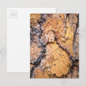 Carte Postale Écorce de pin Ponderosa, Washington (Devant / Derrière)