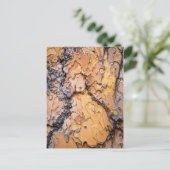 Carte Postale Écorce de pin Ponderosa, Washington (Debout devant)