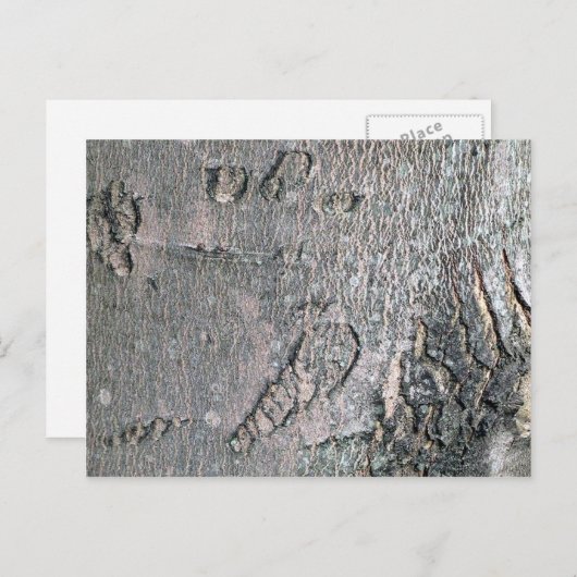 Carte Postale Écorce d'érable en argent (Devant / Derrière)