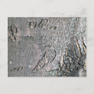 Carte Postale Écorce d'érable en argent