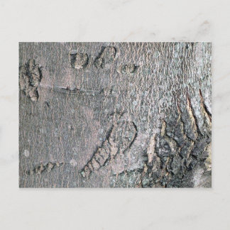 Carte Postale Écorce d'érable en argent