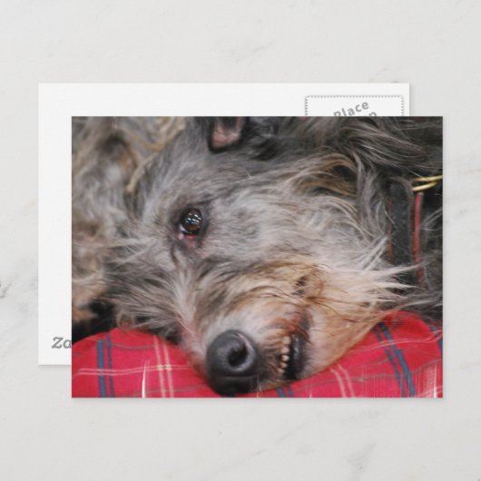 Carte postale écossaise Deerhound (Devant / Derrière)