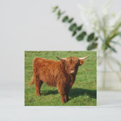 Carte postale écossaise Highland Cattle (Debout devant)
