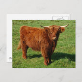 Carte postale écossaise Highland Cattle (Devant / Derrière)