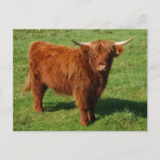 Carte postale écossaise Highland Cattle (Devant)