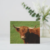 Carte postale écossaise Highland Cattle (Debout devant)