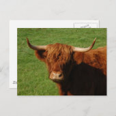Carte postale écossaise Highland Cattle (Devant / Derrière)