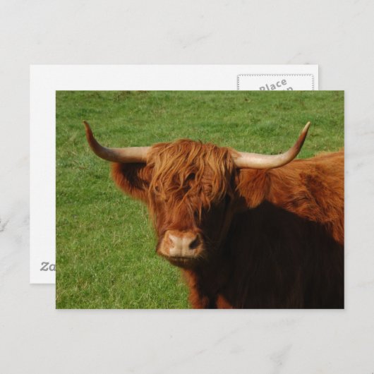 Carte postale écossaise Highland Cattle (Devant / Derrière)