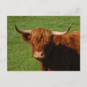 Carte postale écossaise Highland Cattle (Devant)