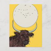 Carte Postale Écosse Highland Cow (Devant)