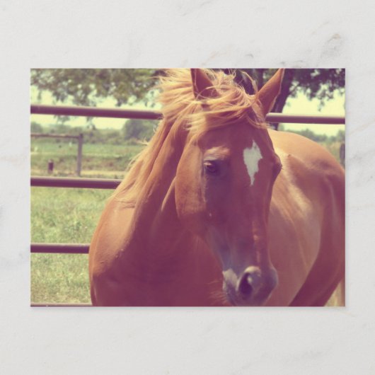 Carte Postale Ecosse Soft Focus (Devant)