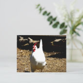 Carte Postale Écouter le poulet (Debout devant)