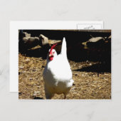 Carte Postale Écouter le poulet (Devant / Derrière)