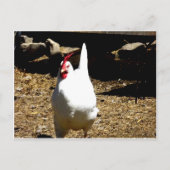 Carte Postale Écouter le poulet (Devant)