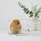 Carte Postale Écran #3 - Poméranien (Debout devant)