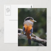 Carte Postale Écran à poitrine argentée (Devant / Derrière)