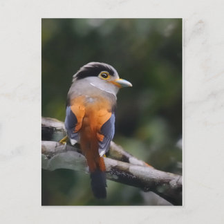 Carte Postale Écran à poitrine argentée