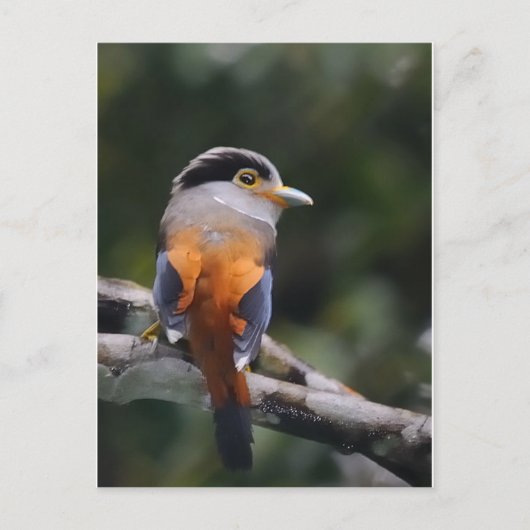 Carte Postale Écran à poitrine argentée (Devant)