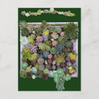 Ecran de mur de jardin Succulent