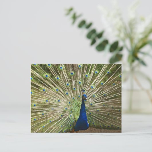 Carte Postale Écran Peacock (Debout devant)