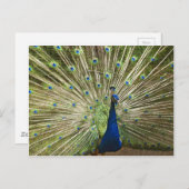 Carte Postale Écran Peacock (Devant / Derrière)