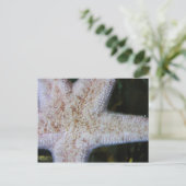 Carte Postale Écre (Debout devant)