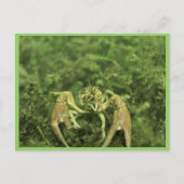 Carte Postale Écrepoisson (Devant)