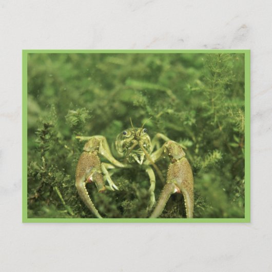 Carte Postale Écrepoisson (Devant)