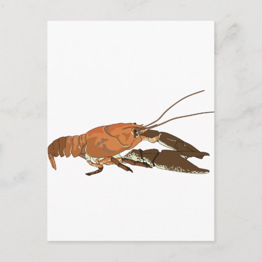 Carte Postale Écrepoisson réaliste/Crawdad (Devant)