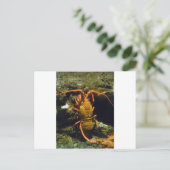 Carte Postale Écrevisses de la Nouvelle Zélande (Debout devant)